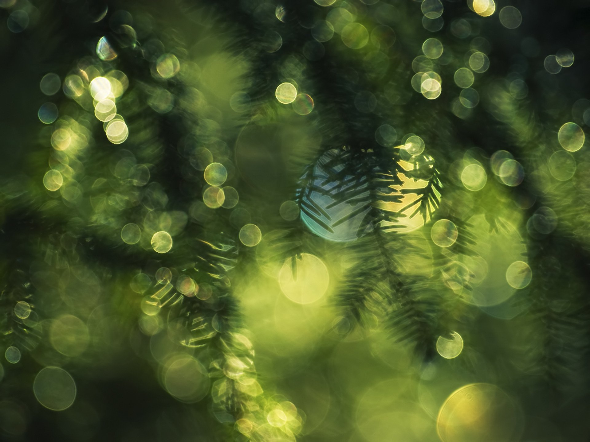 Abstract green circular bokeh lights blend with blurred pine branches, creating a serene HD PC desktop wallpaper and background.