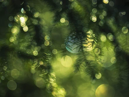 Abstract green circular bokeh lights blend with blurred pine branches, creating a serene HD PC desktop wallpaper and background.