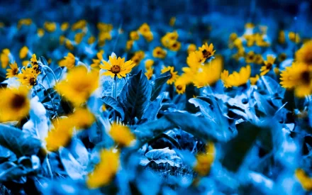 photography manipulation HD Desktop Wallpaper | Background Image