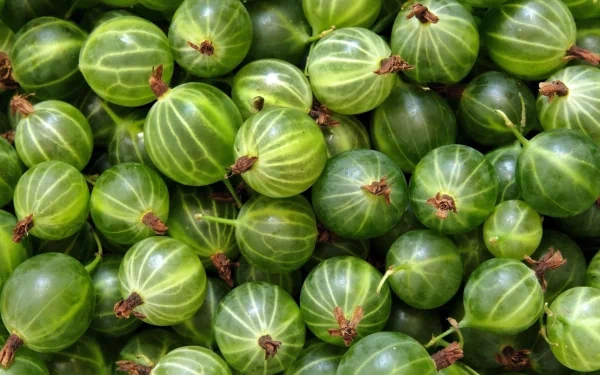 HD PC desktop wallpaper showcasing a close-up view of fresh green gooseberries, highlighting their vibrant color and detailed texture.