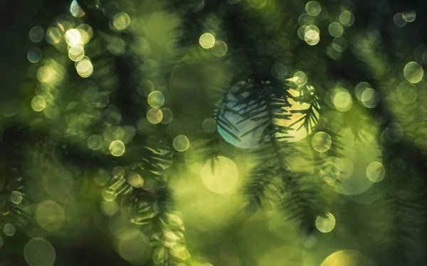 Abstract green circular bokeh lights blend with blurred pine branches, creating a serene HD PC desktop wallpaper and background.
