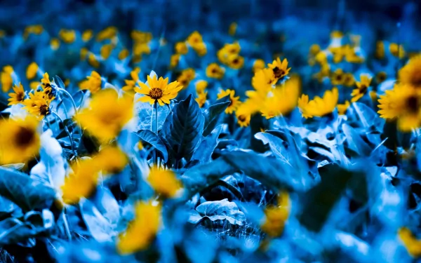 photography manipulation HD Desktop Wallpaper | Background Image