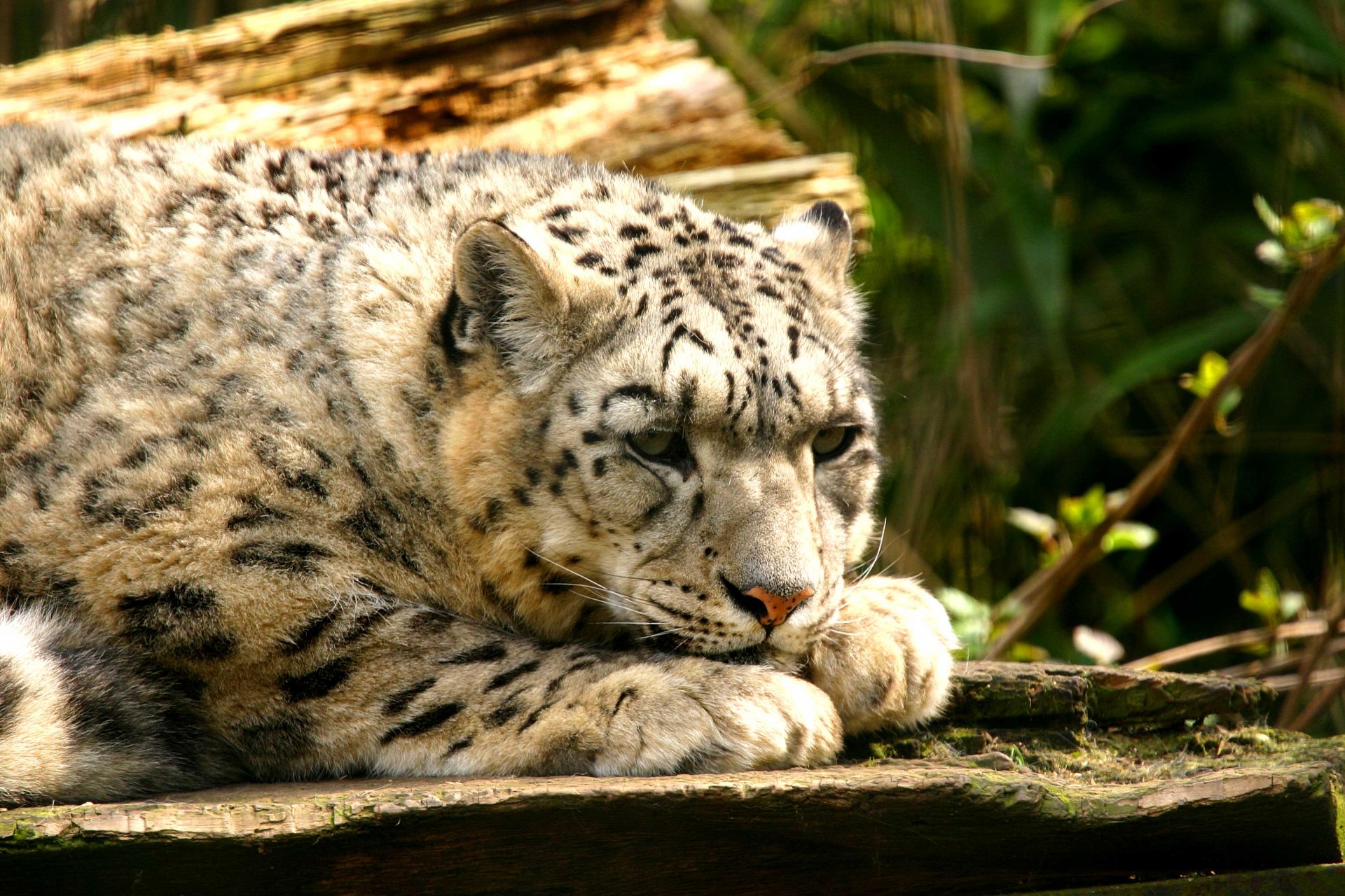 Download Animal Snow Leopard HD Wallpaper