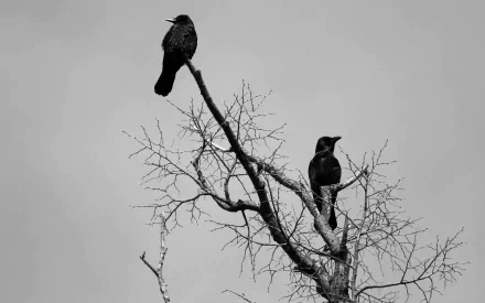 HD desktop wallpaper featuring two crows perched on bare, leafless tree branches against a gray sky.