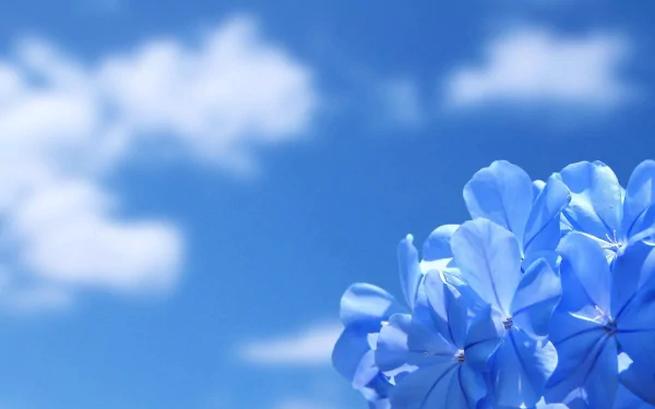 blue flower nature flower HD Desktop Wallpaper | Background Image
