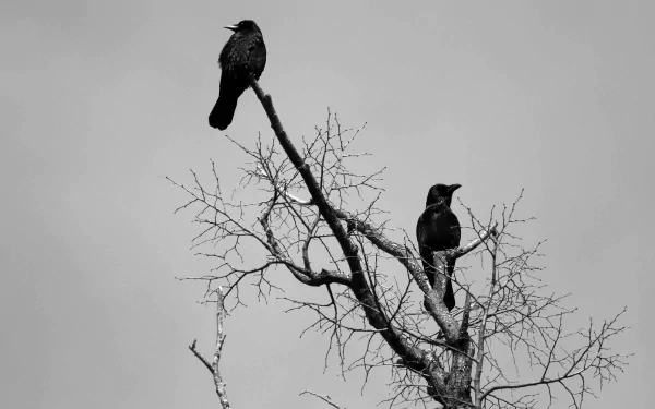 HD desktop wallpaper featuring two crows perched on bare, leafless tree branches against a gray sky.