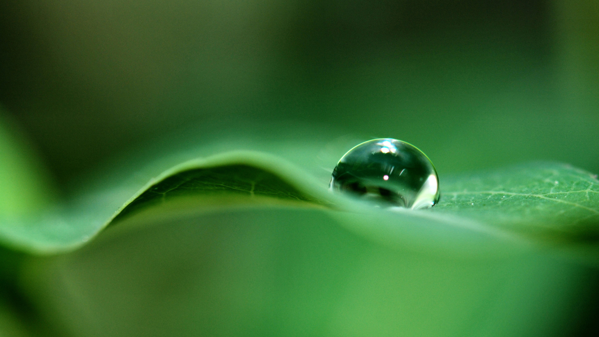 Download Nature Water Drop HD Wallpaper