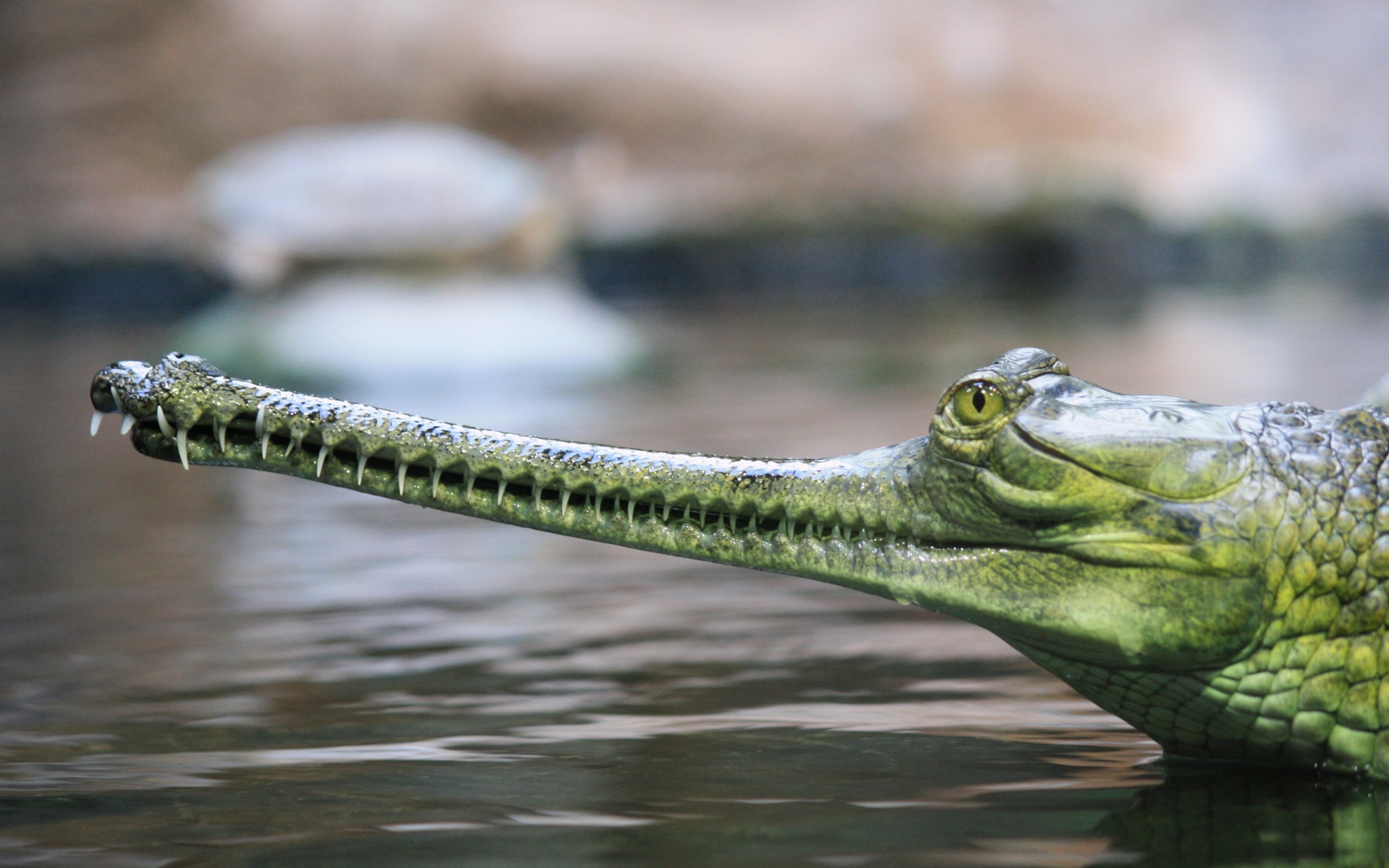 2 Gharial HD Wallpapers | Background Images - Wallpaper Abyss, wallpaper hd lion vs tiger