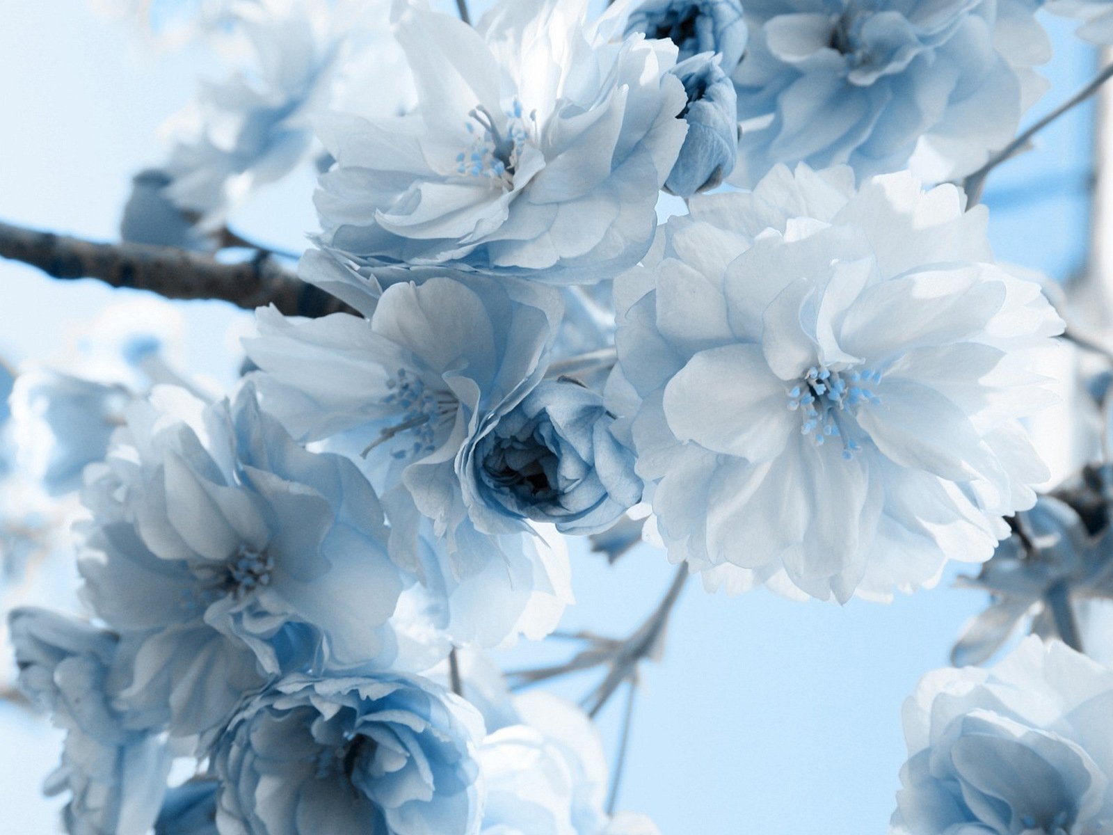 HD desktop wallpaper featuring a close-up of delicate white flowers on branches against a soft blue sky, showcasing the beauty of nature.