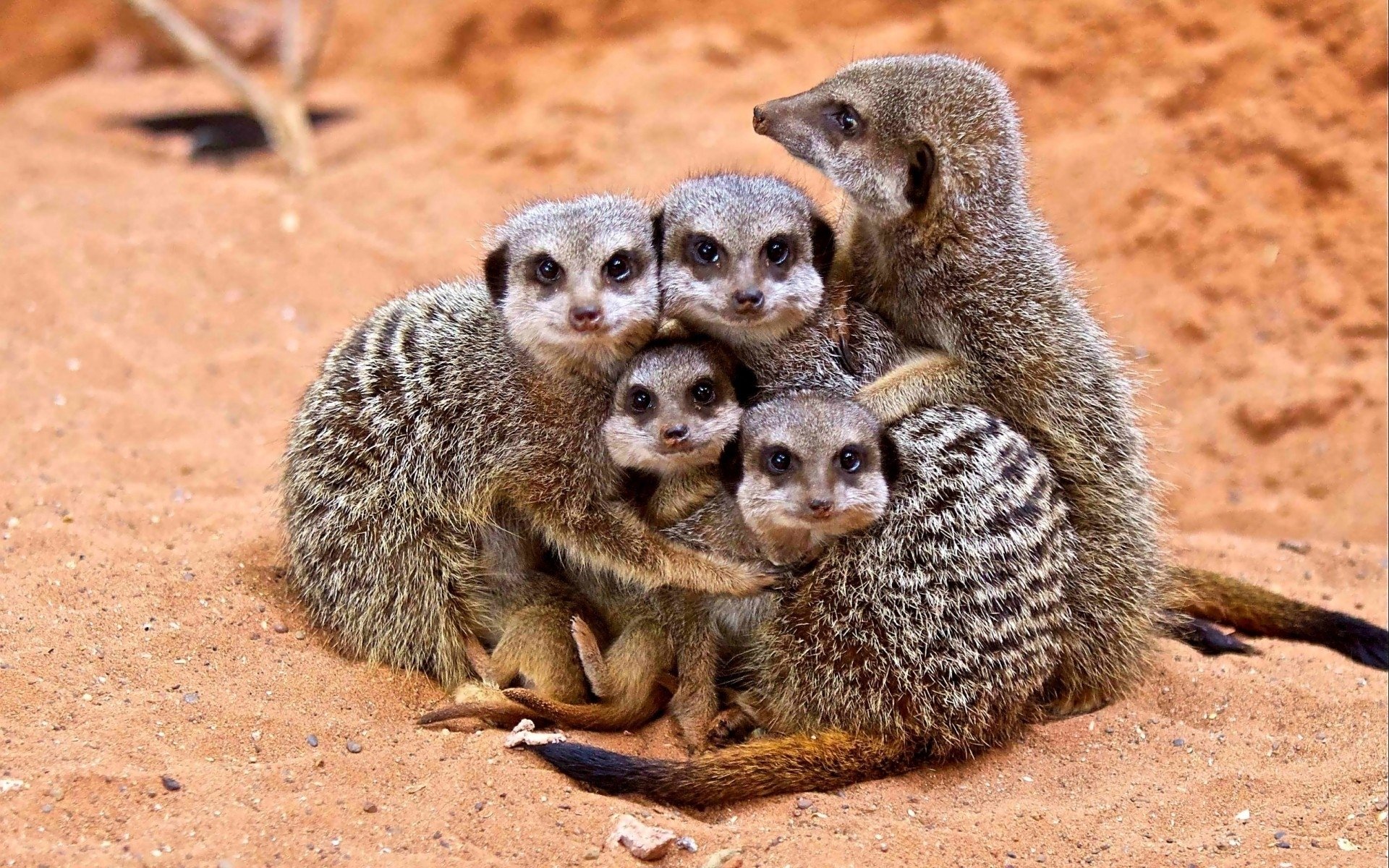 Baby Meerkats Wallpaper