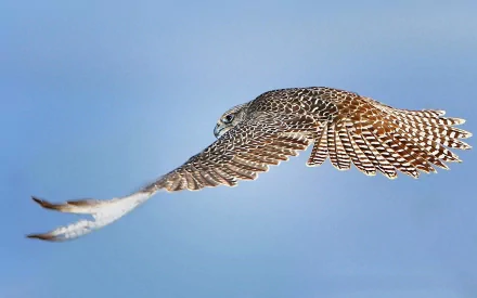  Hawk