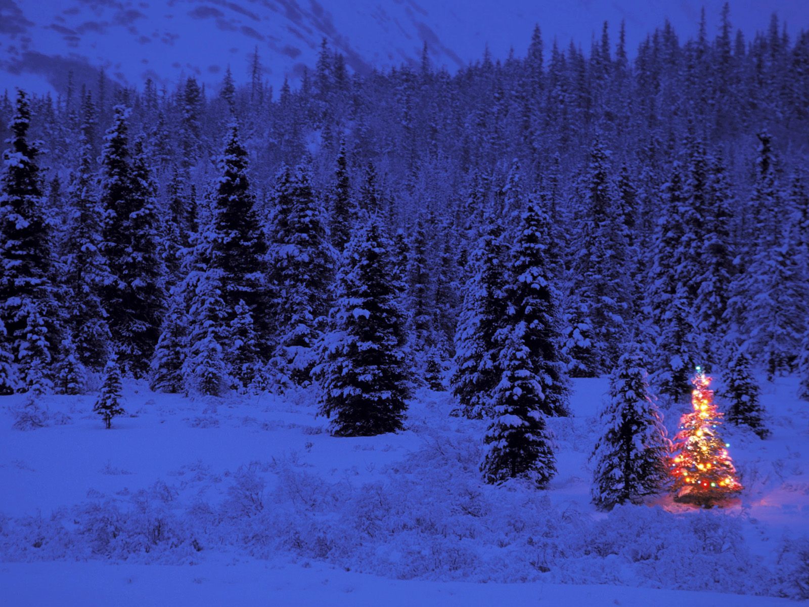Snow-covered Christmas tree shining amidst a wintry forest