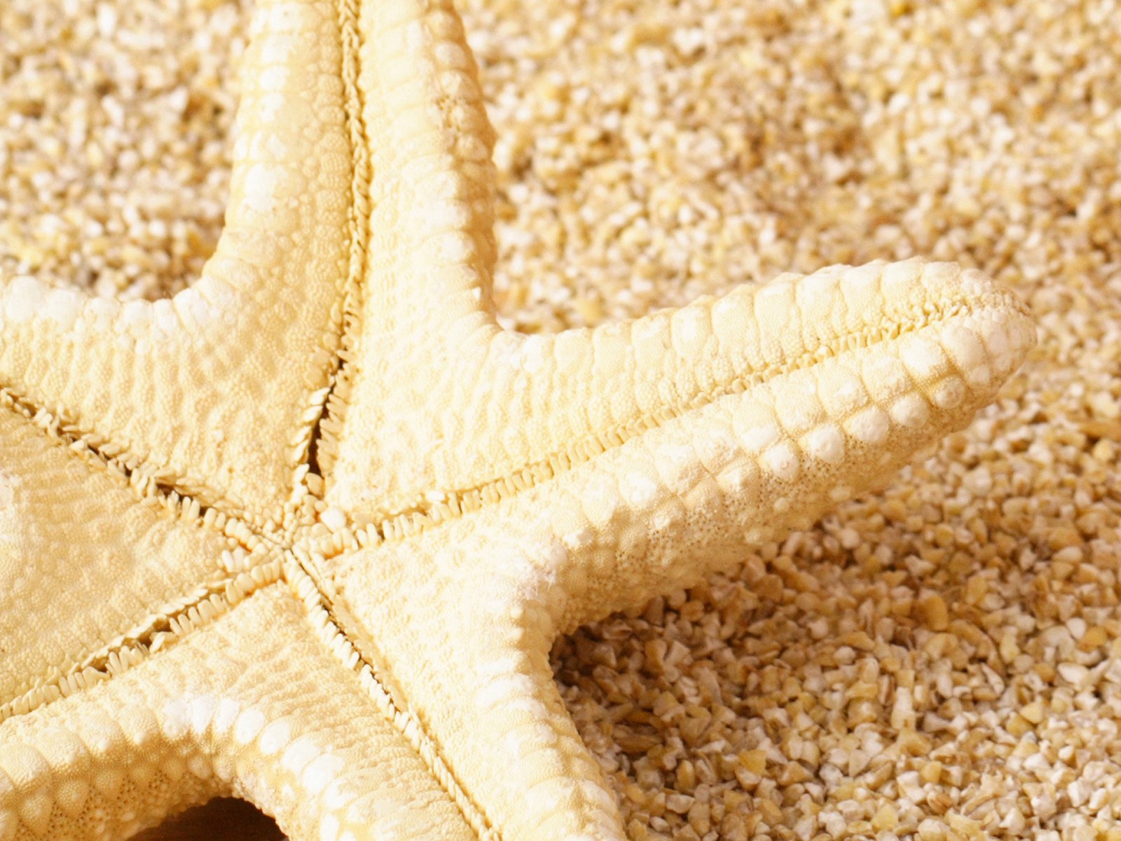 Download Animal Starfish Wallpaper