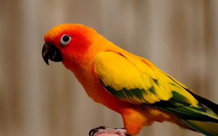 HD wallpaper featuring a vibrant sun conure parakeet perched against a blurred background. The bird displays its bright yellow, orange, and green plumage, creating a striking and colorful image.