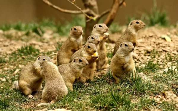 Animal prairie dog HD Desktop Wallpaper | Background Image