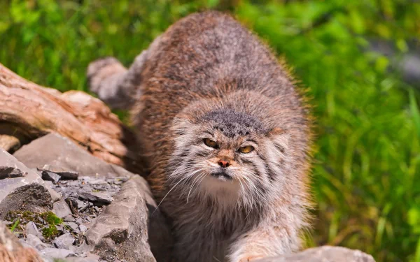  Pallas's Wild Cat