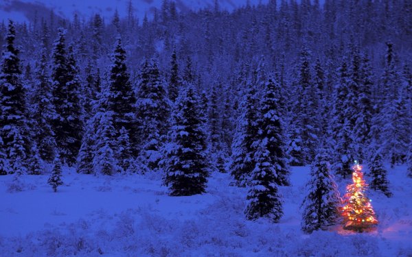 Día festivo Navidad Christmas Tree Invierno Bosque Snow Fondo de pantalla HD | Fondo de Escritorio