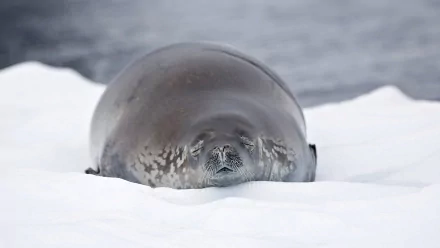 Animal seal HD Desktop Wallpaper | Background Image