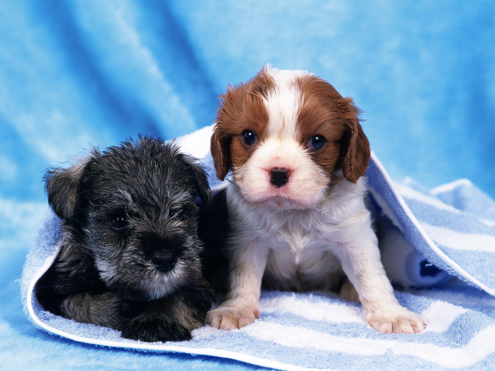 Two adorable puppies sit side by side on a blue blanket. The HD wallpaper captures their innocent expressions against a soft, blue background.
