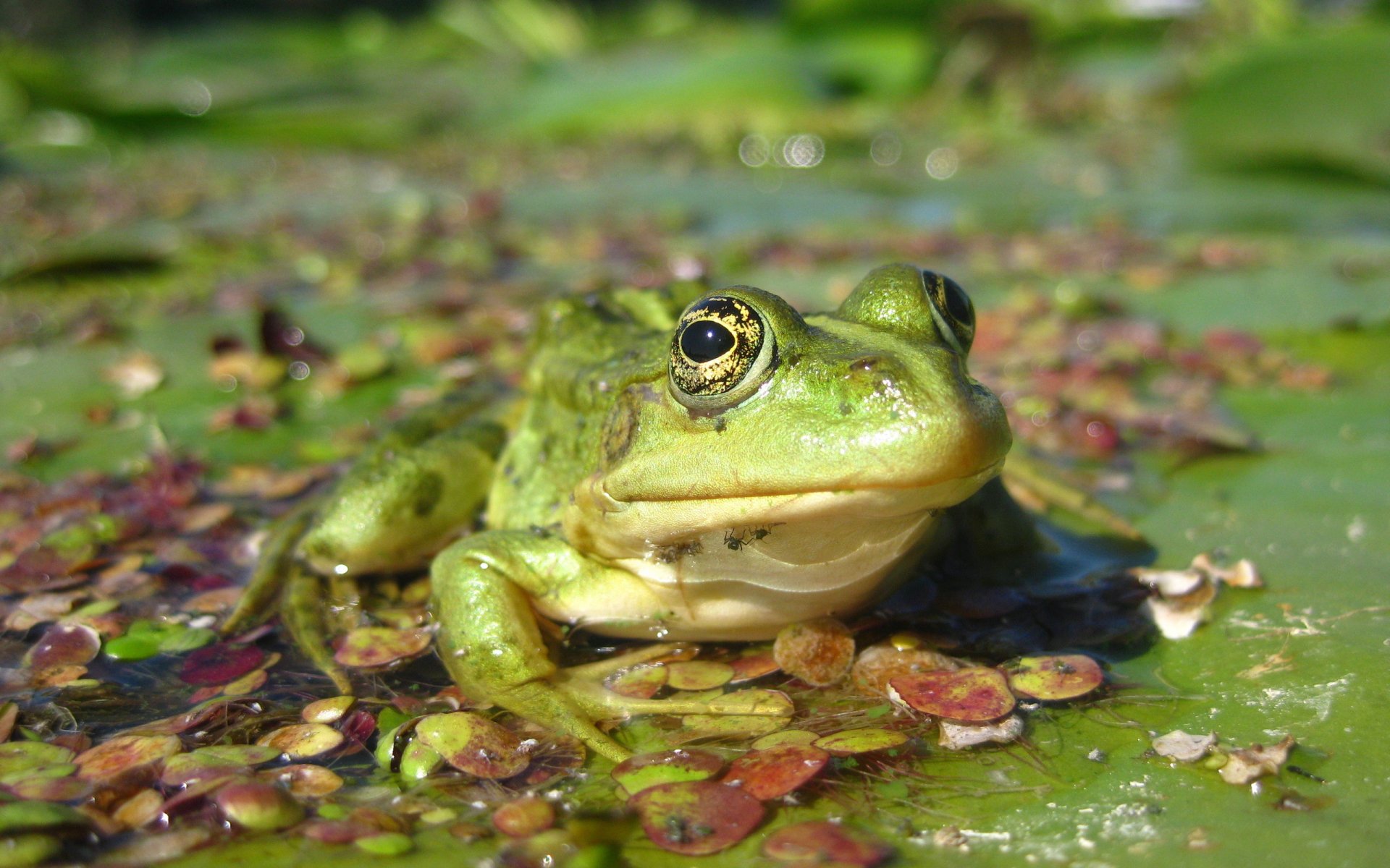 Download Animal Frog HD Wallpaper