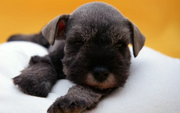 A cute schnauzer puppy resting on a white surface, showcasing its fluffy fur and expressive eyes, making a charming HD desktop wallpaper and background.
