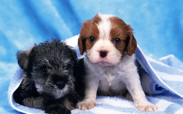 Two adorable puppies sit side by side on a blue blanket. The HD wallpaper captures their innocent expressions against a soft, blue background.