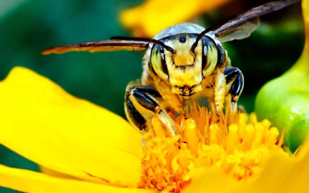 Animal wasp HD Desktop Wallpaper | Background Image