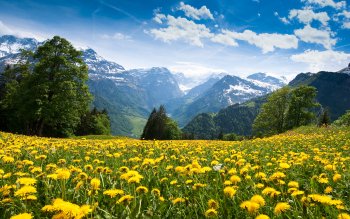 4k Ultra Hd 蒲公英壁纸 背景