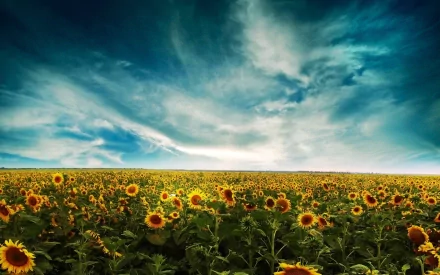 A vibrant field of sunflowers stretches beneath a dramatic sky, creating a stunning nature-themed HD desktop wallpaper that captures the beauty of the outdoors.