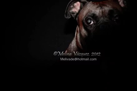 Dark studio portrait of a dog with sharp detail, captured in 4K Ultra HD for a dramatic animal photography desktop background.