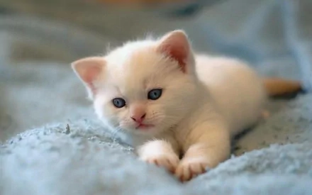 An adorable white kitten with blue eyes lying on a soft blue blanket, captured in high definition for desktop wallpaper and background.