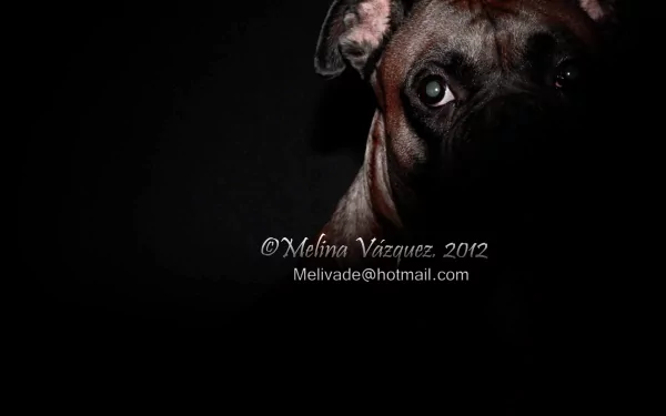 Dark studio portrait of a dog with sharp detail, captured in 4K Ultra HD for a dramatic animal photography desktop background.