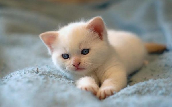 Animales Gato Gatos Baby Animal Kitten Fondo de pantalla HD | Fondo de Escritorio