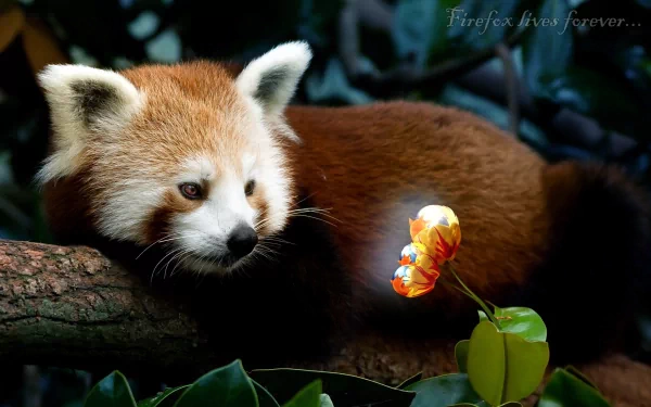 technology FireFox HD Desktop Wallpaper | Background Image
