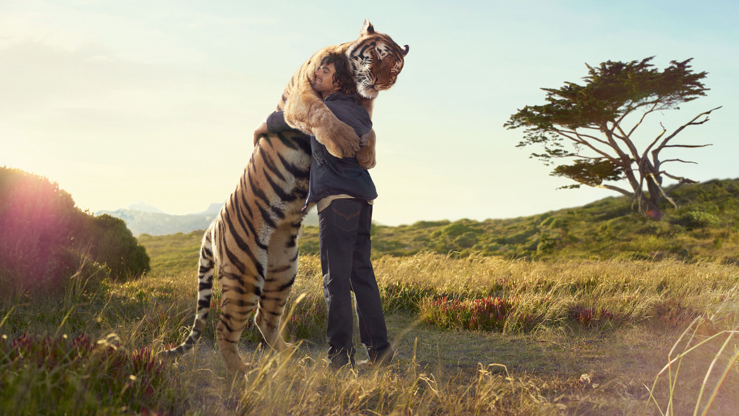 Tiere Tiger HD Wallpaper | Hintergrund