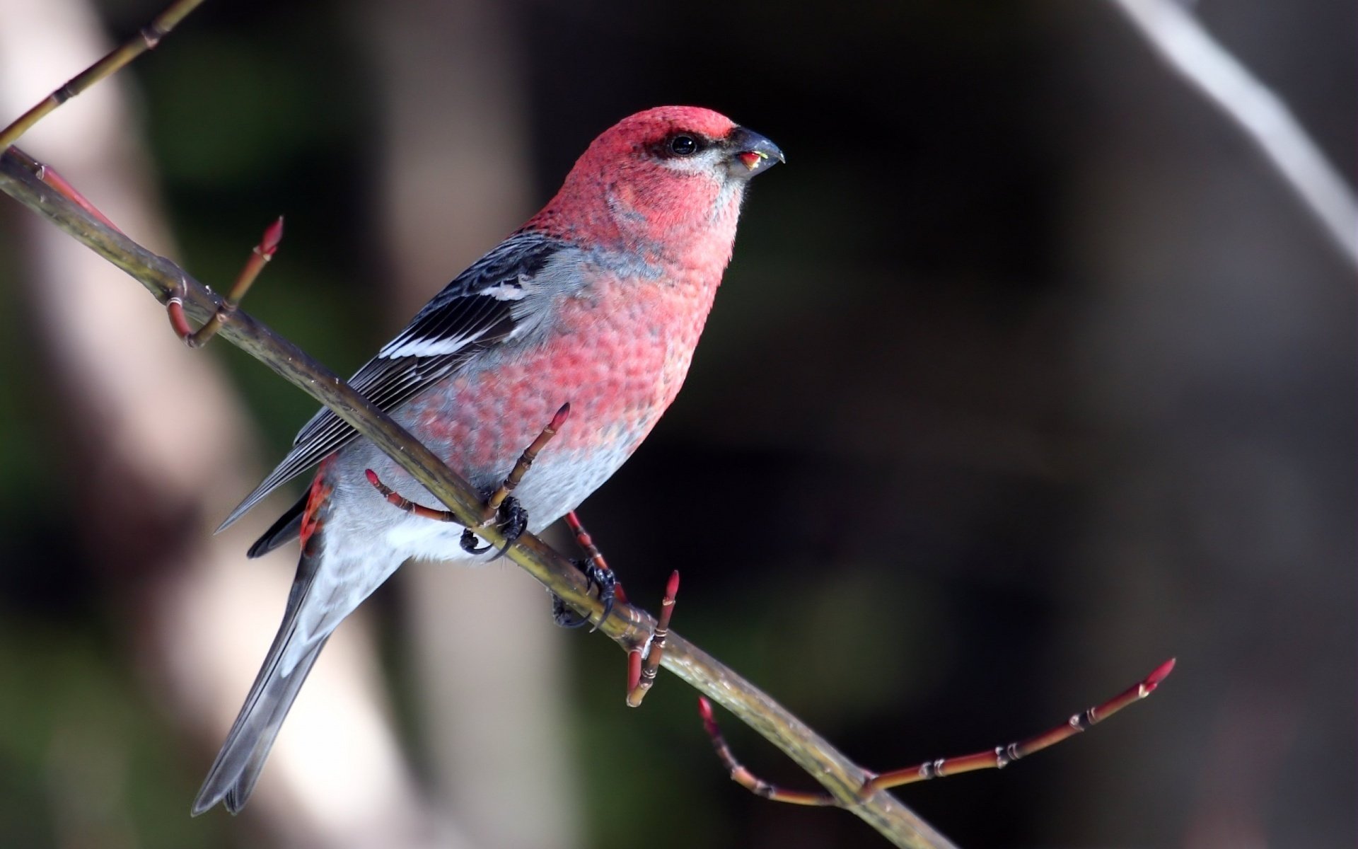 A vibrant pine grosbeak perched on a branch, captured in this HD PC desktop wallpaper showcasing the detailed colors of this distinctive grosbeak bird.