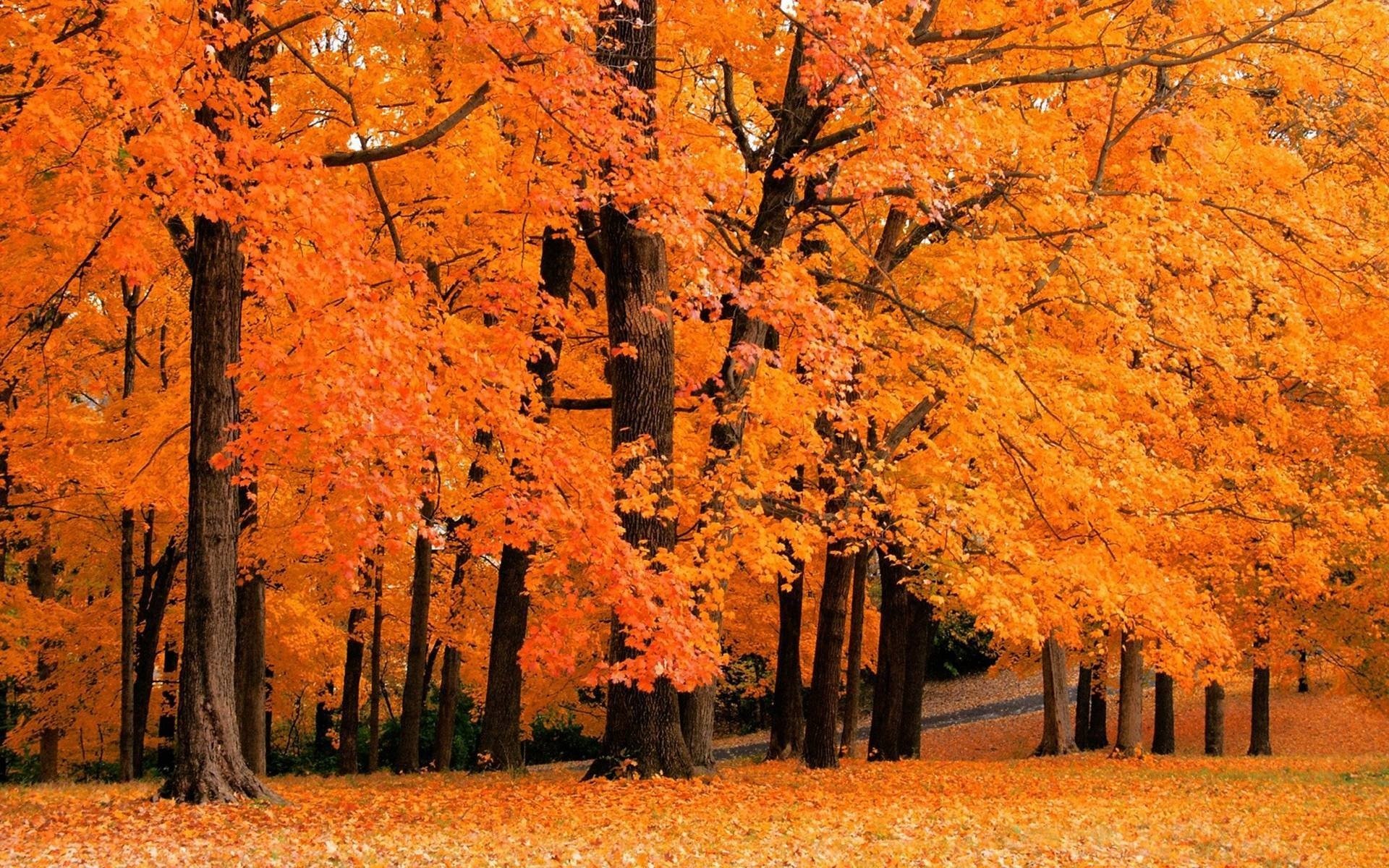 HD photography of vibrant fall trees with bright orange leaves, creating a warm and colorful autumn scene, presented as a PC desktop wallpaper and background.
