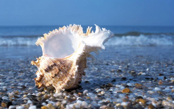 5K Ultra HD PC desktop wallpaper of a white conch shell on a pebble beach with gentle waves and blue horizon — nature, shell.