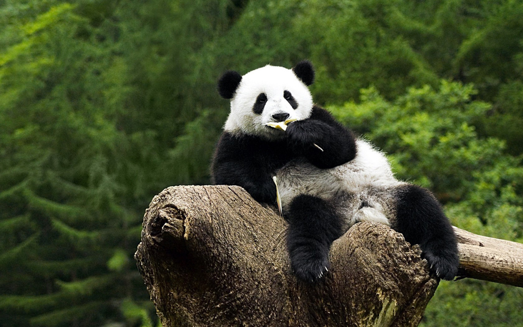 Animal Panda Wallpaper