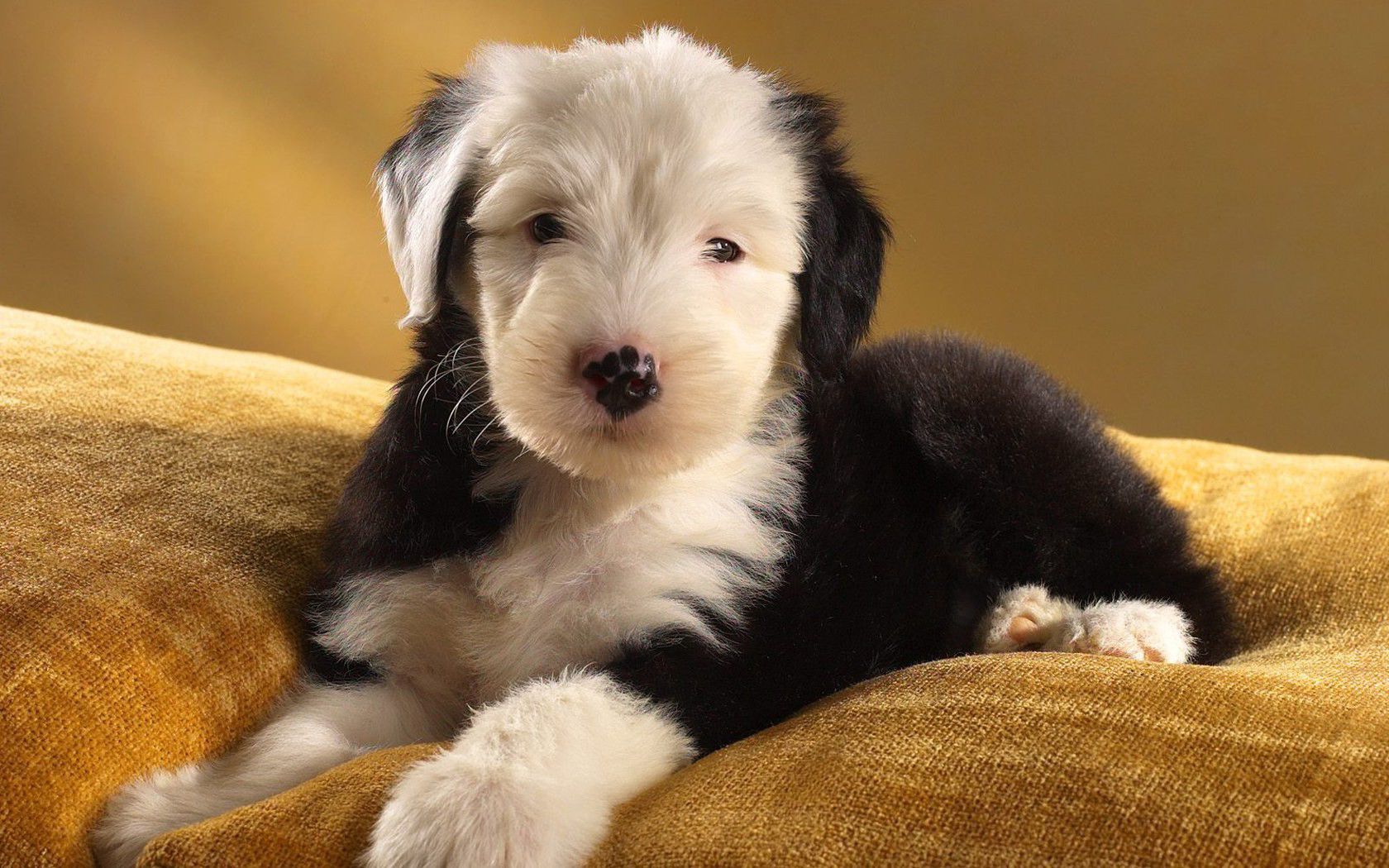 Animal Old English Sheepdog 4k Ultra HD Wallpaper