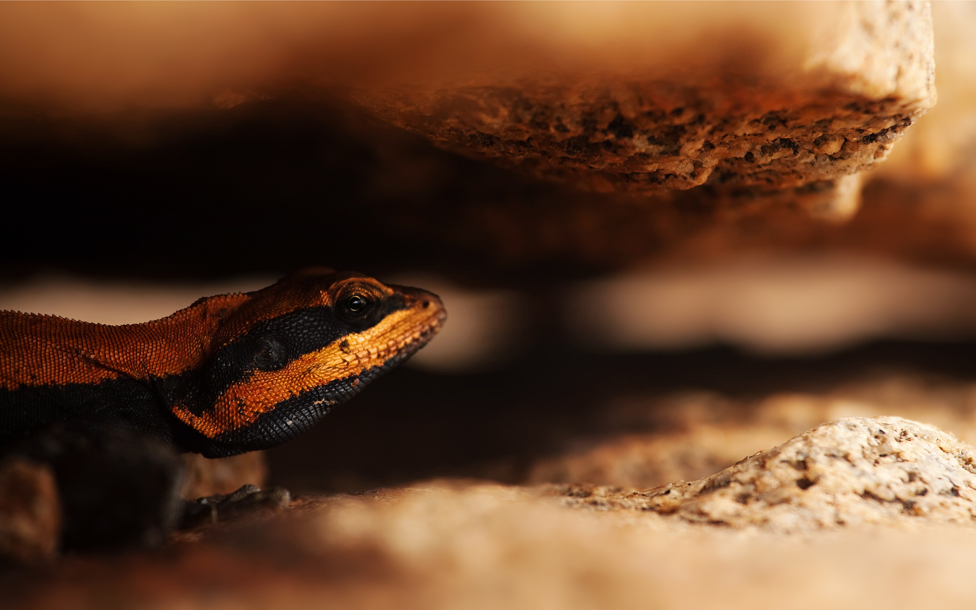 Animal Lizard HD Wallpaper | Background Image
