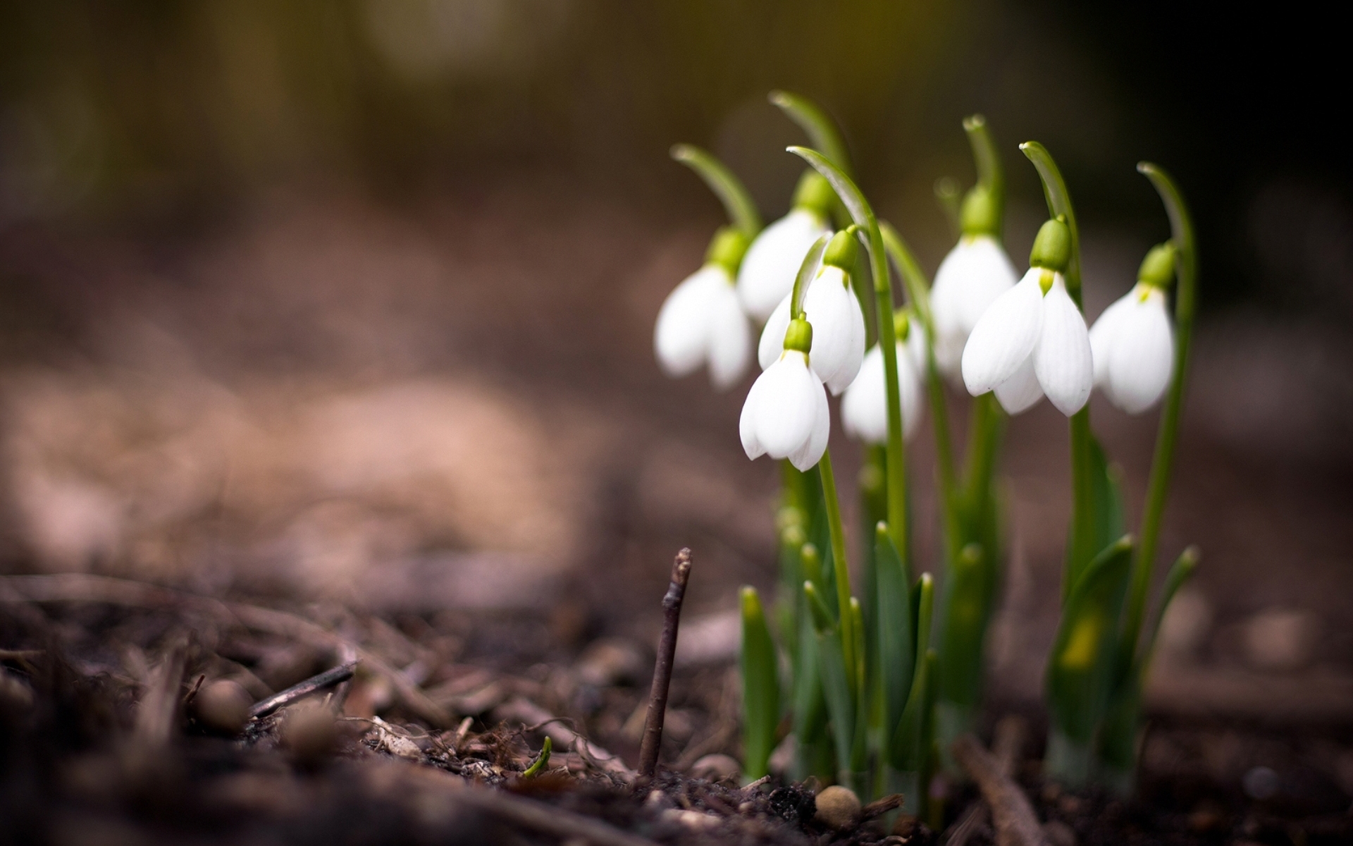 Nature Snowdrop HD Wallpaper | Background Image