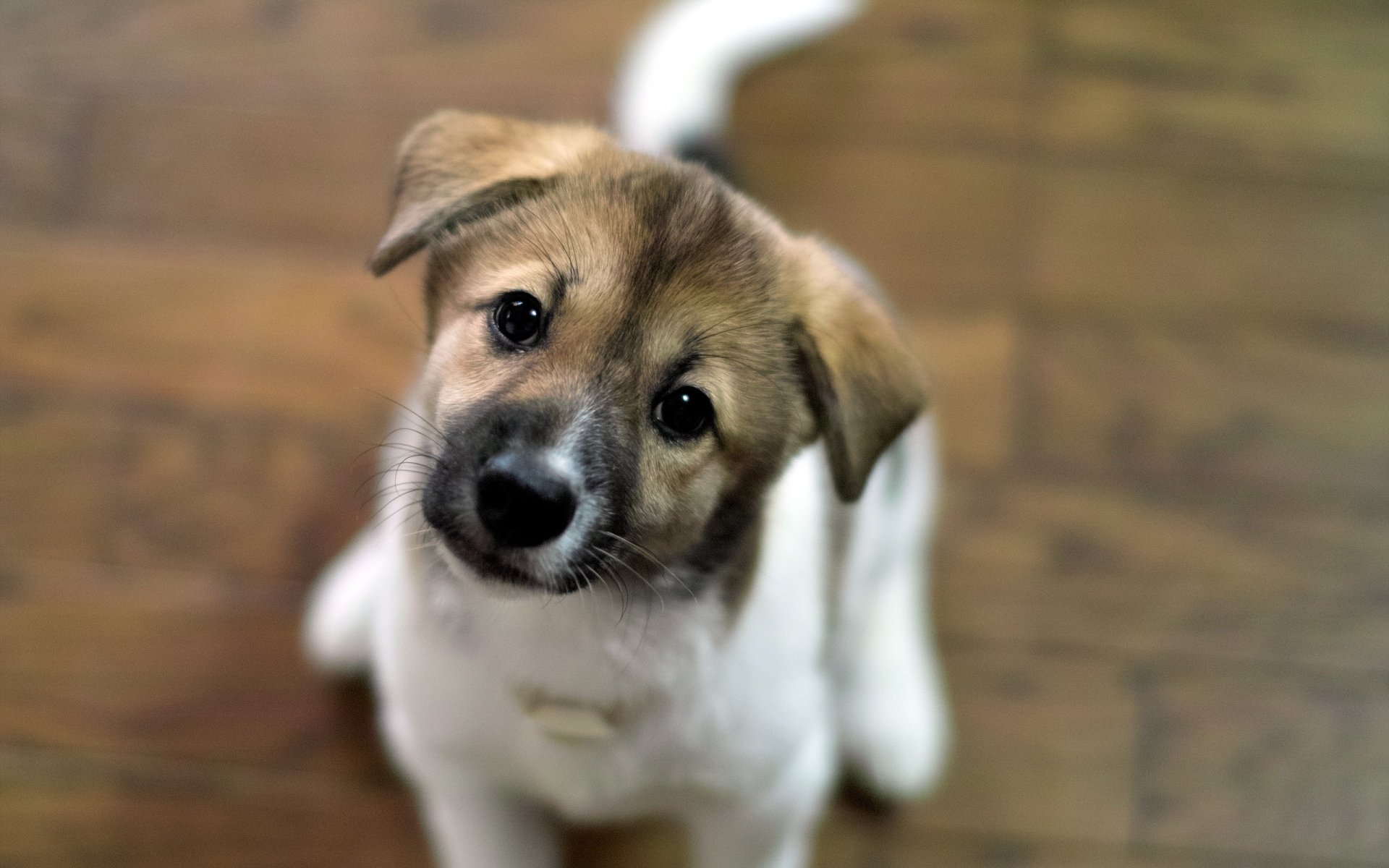 Download Puppy Animal Dog HD Wallpaper