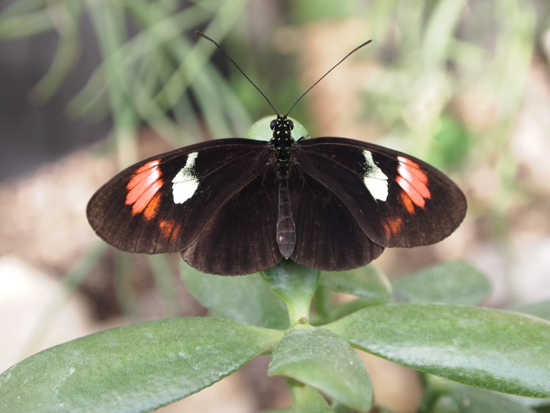 Farfalla 3 by mikevero