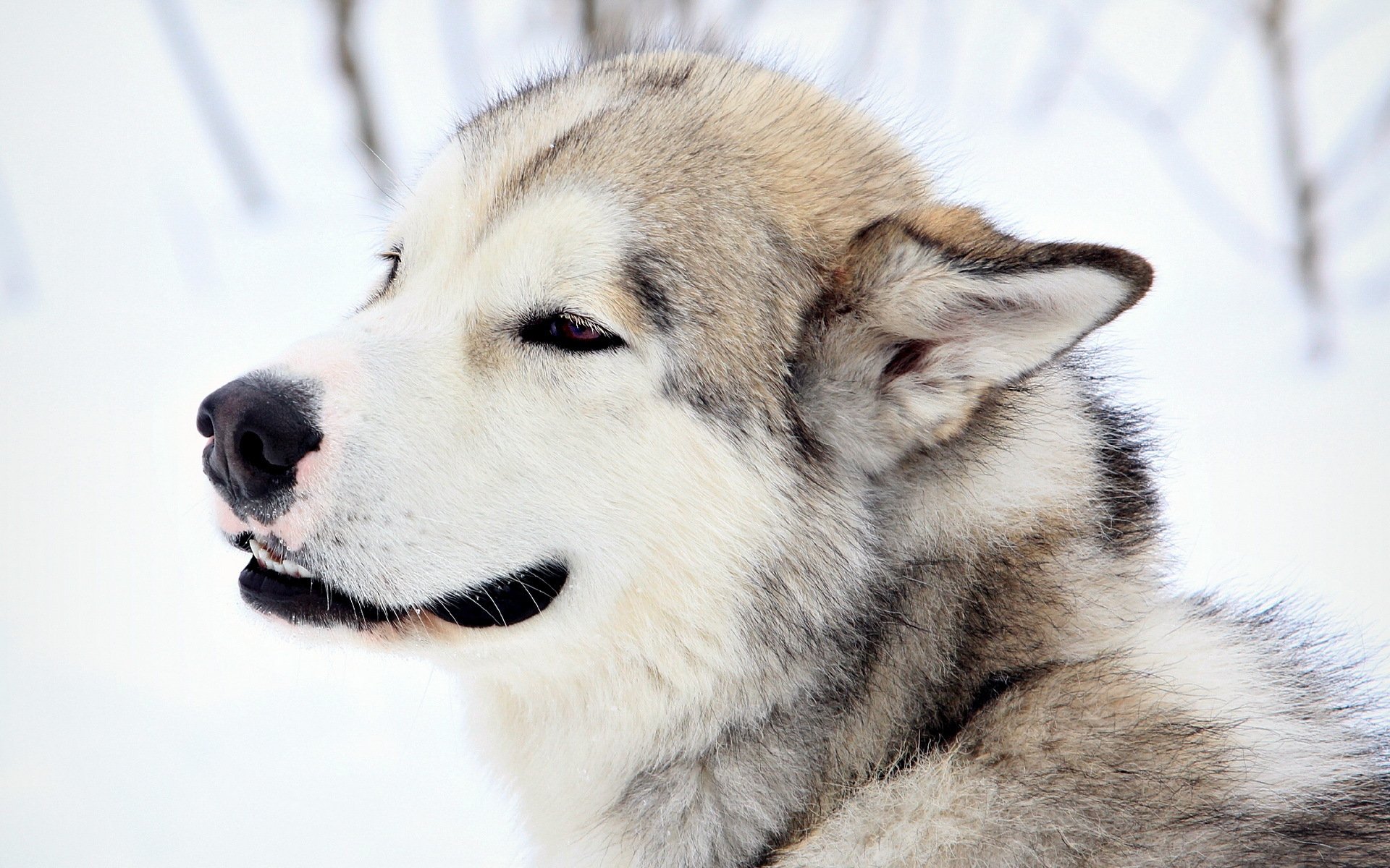 Animal Husky HD Wallpaper