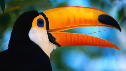 Animal toco toucan HD Desktop Wallpaper | Background Image