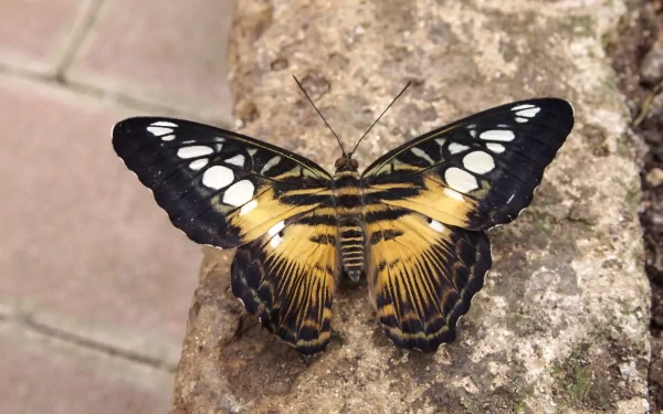  Farfalla 13