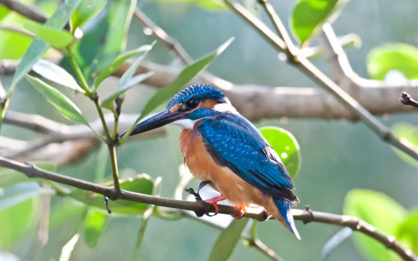 A vibrant kingfisher perched on a branch, surrounded by lush green foliage, captured in high-definition for a stunning desktop wallpaper and background.