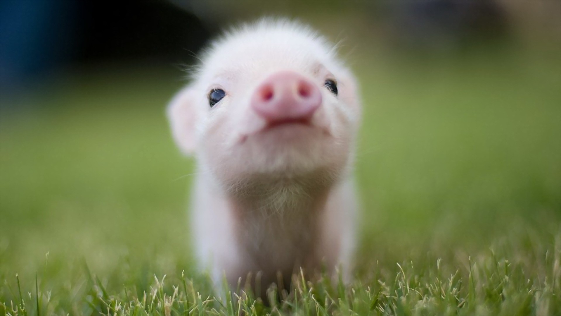 Animal Pig HD Wallpaper