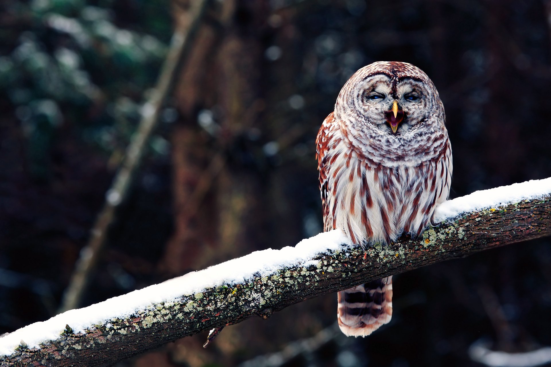 Barred owl perched on a snow-dusted branch in a dark forest — bird/animal HD PC desktop wallpaper background.